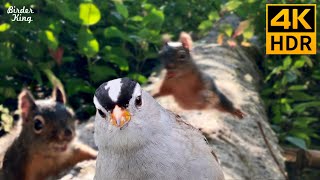 Cat TV for Cats to Watch 😺🐿 Selfieloving Squirrels and Birds 🐦 8 Hours4K HDR [upl. by Ylevol]