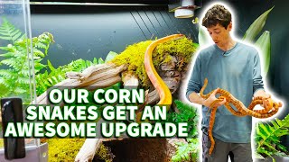 How to set up a corn snake bioactive habitat Nagini amp Fierce get a major upgrade [upl. by Anamuj]