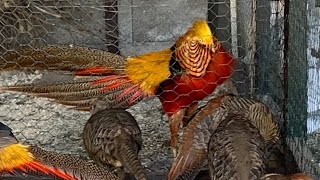 GOLDEN PHEASANT SOUNDS [upl. by Ardnasak]