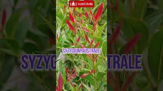 Syzygium australesyzygium australe plantRinkutimevlogshortshortsviralflower [upl. by Eitsyrc]