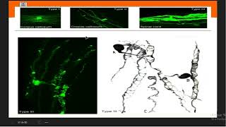 HISTOLOGIA l TEJIDO NERVIOSO II [upl. by Mientao526]