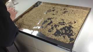 How To Sort Lentils Dried Beans or Other Legumes [upl. by Goff]