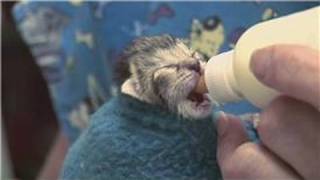 Kitten amp Cat Care  How to Raise JustBorn Kittens [upl. by Tsirc]