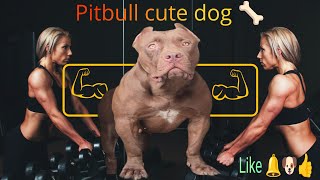 Dog Pitbull cute dog lekthebestkennel [upl. by Johanna449]