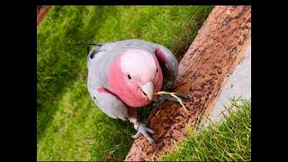 Aviary Daman Park India At Jampore Beach [upl. by Aisereht]