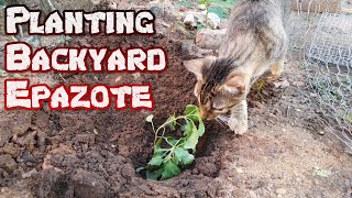 Planting Epazote In Our Garden  Homesteading In Mexico [upl. by Savvas]