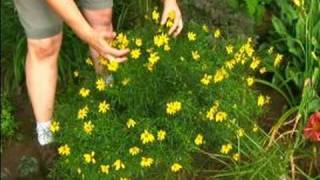 How to Grow and Care For Perennial Plants  How to Grow Coreopsis [upl. by Remos]