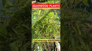 Agarwood plants  Agarwood farming in india  agarwood oud plants plantation agar farming [upl. by Blanca796]