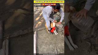 2 दिनों से Dog की गर्दन में फंसा था प्लास्टिक बोतल 🥺😳 [upl. by Torbert]