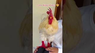 gallo cantar gallos gallinas mascotas [upl. by Mcspadden196]