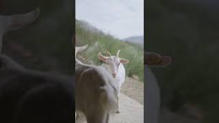 Tennessee Fainting Goats Why They Fall Over [upl. by Dahaf668]