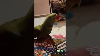 Cute nobi😍funny birds funnypets cute comedy viralshorts viralshort song music tamil [upl. by Avuha495]