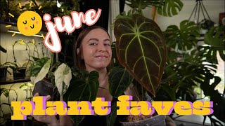 June plant favorites [upl. by Nnaeiluj497]