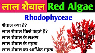 लाल शैवाल  Red Algae  Rhodophyta  characteristics and importance of red algae  Rhodophyceae [upl. by Atillertse]