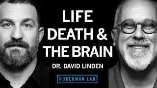 Dr David Linden Life Death amp the Neuroscience of Your Unique Experience [upl. by Mcmaster]