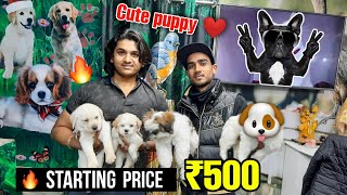 Cheapest Dog market In Delhi  Starting ₹500  Cheap Pet  Vikas pet shop  Pet shop delhi [upl. by Nanni]