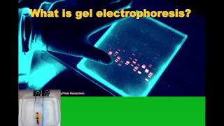 Biotechnology Intro and Gel Electrophoresis IB Biology [upl. by Atauqal]