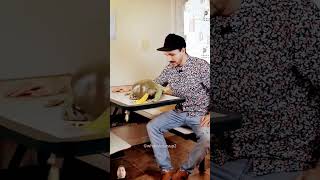 This Frog Big Celebrity reptiles pets shorts shortsfeed [upl. by Ellen512]