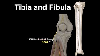 The Tibia and Fibula [upl. by Gibeon]