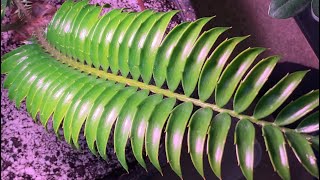 Encephalartos Natalensis X Woodii And Another Latifrons  Plants [upl. by Annaeoj]