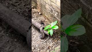 The snake was trapped in the bamboo Habib Bhai rescued the snake Part2 rescue [upl. by Ahsenahs431]