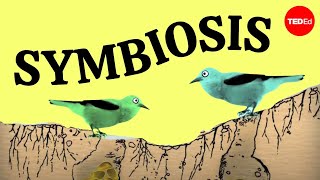 Symbiosis A surprising tale of species cooperation  David Gonzales [upl. by Godding]