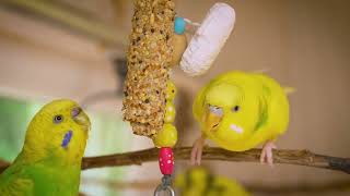 Listen morning sounds of budgies for 1 hour [upl. by Hgeilhsa]