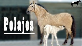 🐴 Buckskin Bayos Cabos Negros O Isabelos Pelajes Especiales 🐴 Del Cerro Soy [upl. by Hluchy]