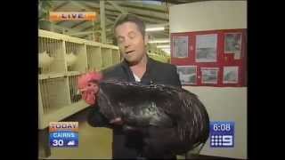 Big Black Chicken Scares Australian Reporter [upl. by Felicia]