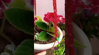 Gloxinia plantflowersaachis gardenshorts video [upl. by Kerek527]