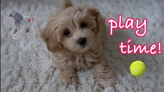 Cute Maltipoo Puppy Playing [upl. by Mannuela342]