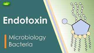 Lipopolysaccharides  LPS  Endotoxin  Bacterial toxin  Inflammation  Basic Science Series [upl. by Folly]