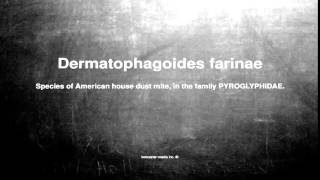 Medical vocabulary What does Dermatophagoides farinae mean [upl. by Schlicher]