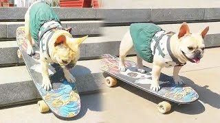 Dog Skateboard Challenge🐾🛹The dog is so cool playing skateboardfunny dog [upl. by Ahsika]