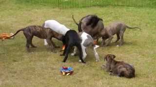 Greyhound Puppies [upl. by Tombaugh]