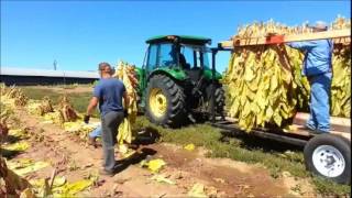 UK BAE Extension Tobacco  Rail Harvest A New StickHarvested Burley Transport and Housing System [upl. by Ozzy331]