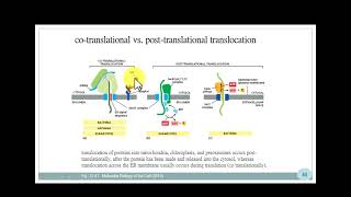 1131 細胞學 Secretory Pathway [upl. by Annoeik]