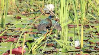 Purple Gallinule Threat Display [upl. by Neelyaj]