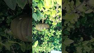 Pumpkin Hanging like a pro village life lifestyle culture uttrakhand funny nature love [upl. by Rebeka]