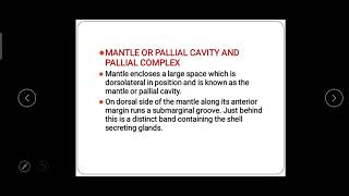 Pallial complex of Pila apple snail [upl. by Gardas]