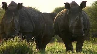 NIKELA  The Rhinos Song September 22 World Rhino Day 2012 [upl. by Oilla]