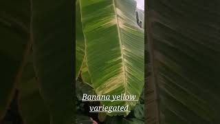 노란 무늬 바나나Banana yellow variegated [upl. by Packton74]