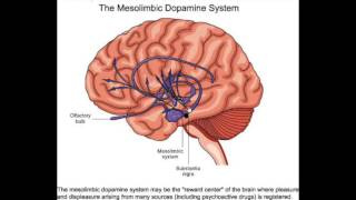 The Arousal Theory of Motivation [upl. by Sirrap655]