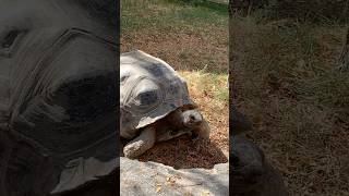 Aldabra Tortoise 🐢 shorts youtubeshorts [upl. by Gabbie]