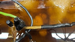 Dissolving a transformer in acetone [upl. by Nilved]