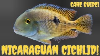 NICARAGUAN CICHLID  SPECIES PROFILE [upl. by Ennire]