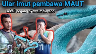 Ular biru milik sultan Tasik  trimeresurus insularis [upl. by Avihs]