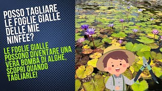 Posso tagliare le foglie delle ninfee  è giusto tagliare le foglie gialleScoprilo in questo video [upl. by Lacym]