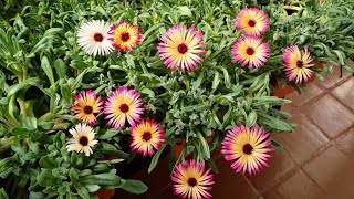 How To Grow Ice Plant At Home  Livingstone Daisies daisy homemade plants ice growth mix [upl. by Ennayoj570]