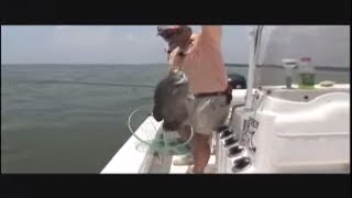 Tripletail off of Jekyll Island Georgia One of the most difficult species [upl. by Buckden21]